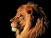 Схема вышивки «Лев - царь зверей!!!»