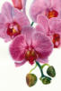 Схема вышивки «Серия - Орхидеи 9»