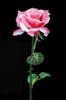 Роза на черной канве: оригинал