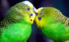Целующийся попугаи: оригинал
