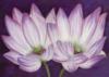 Схема вышивки «Purple Flower Close Up»