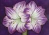 Схема вышивки «Purple Flower Close Up»