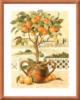 Апельсиновое дерево: оригинал
