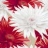 Схема вышивки «Красные и белые цветы 2»