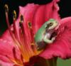 Лягушка в цветке: оригинал