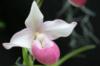 Орхидея-Венерин башмачок: оригинал