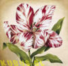 Пестрый тюльпан 2: оригинал