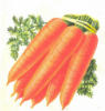Морковь: оригинал