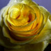 Схема вышивки «Желтая роза»