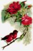 Схема вышивки «Розы и птички»