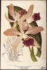 Схема вышивки «Орхидея2»