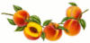 Схема вышивки «Ветка персика»