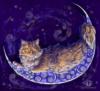 Лунный кот.: оригинал