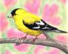 Yellow Bird: оригинал