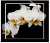 Белая орхидея: оригинал