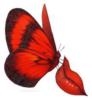 Схема вышивки «поцелуй бабочки»