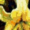 Жёлтые лилии: предпросмотр