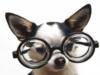 Схема вышивки «Собака в очках»