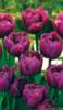 Схема вышивки «Вишневые тюльпаны»