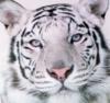 Схема вышивки «Белый тигр (32 цвета)»