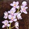 Подушка Орхидея: оригинал
