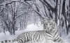 Схема вышивки «White tiger»
