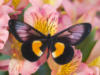 Схема вышивки «Бабочка и цветы 3»