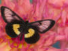 Схема вышивки «Бабочка и цветы 9»