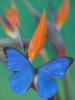 Бабочка и цветы 10: оригинал