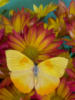 Схема вышивки «Бабочка и цветы 21»