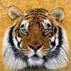 Bengalskij tigr: оригинал