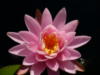 Схема вышивки «Ligh pink water lily hd»