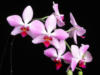 Орхидеи на черном фоне: оригинал