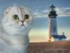 Кот и маяк: оригинал