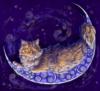 Лунный кот: оригинал