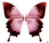 Схема вышивки «Крылья бабочки»