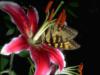 Схема вышивки «Лилия и бабочка»