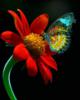 Цветок и бабочка: оригинал