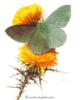Бабочки - живые цветы: оригинал