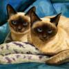 Схема вышивки «Подушка с кошками»