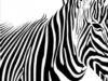 Схема вышивки «Маленькая зебра»