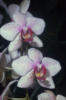 Схема вышивки «Орхидея!»