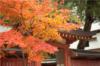 Японская осень: оригинал