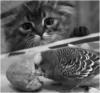 Котенок и попугай: оригинал