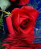 Схема вышивки «Роза в воде»
