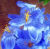 Схема вышивки «Подушка "Голубые цветы"»