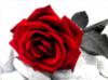 Схема вышивки «Красная роза на белом»