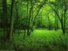 Лес зеленый: оригинал