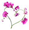 Сердце-орхидея: оригинал