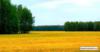 Пшеничное поле: оригинал